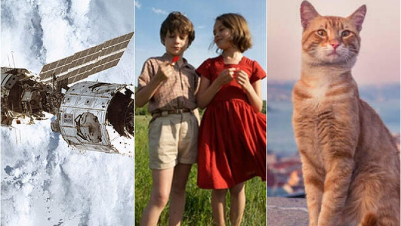 «Сфера колдовства», «Город кошек» и др: 5 лучших, документальных фильмов, которые заинтересуют даже детей